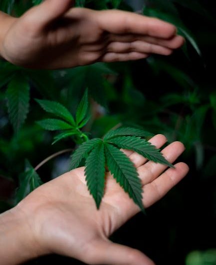 Buy the weed in Las Palmas