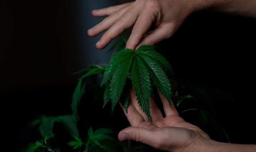 Marijuana shop in Kaunas