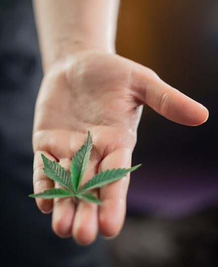 Buy the weed in Pozna