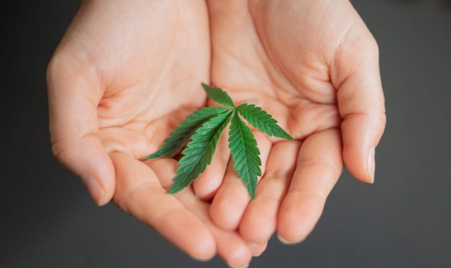 THC weed in Sintra