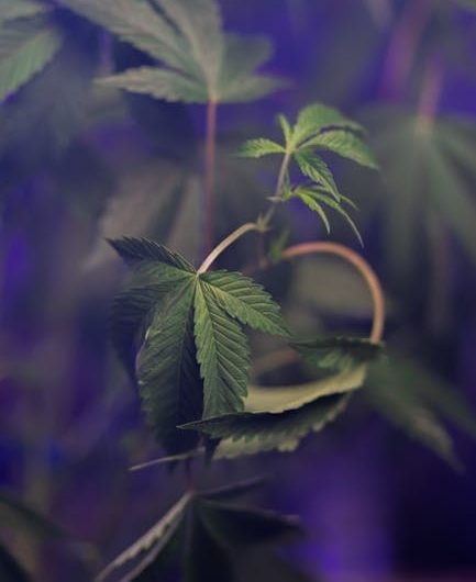 Buy THC vapes in Mannheim