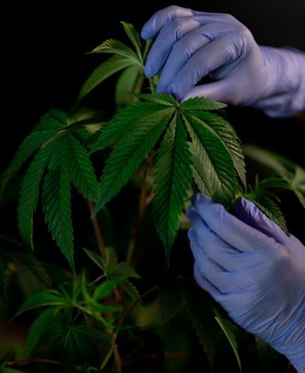 Buy cannabis in Venezia