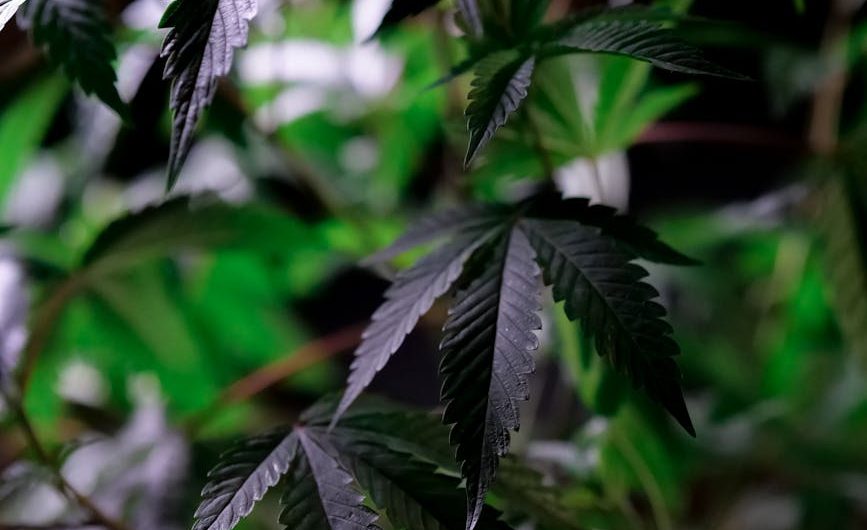 Marijuana delivery in Madrid