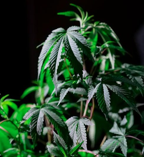Buy marijuana in Gothenburg