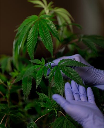 Marijuana delivery in Tallinn