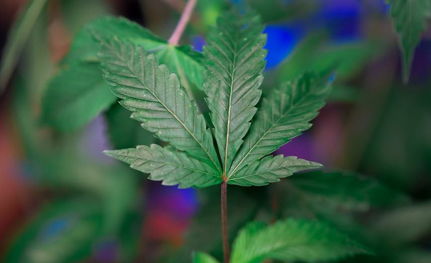 Cannabis delivery in Prague