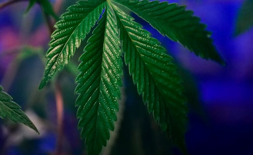 Cannabis delivery in Nice