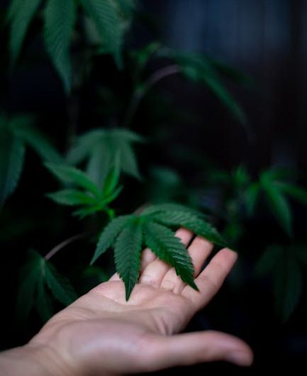 Cannabis shop in Zagreb