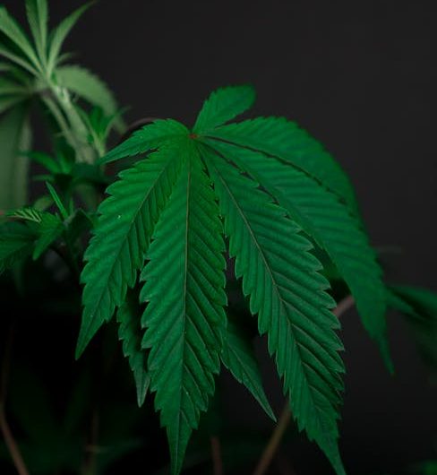 Marijuana store in Bonn
