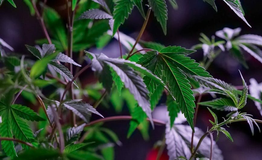 THC weed in Marbella