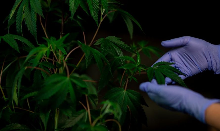 Weed delivery in Glasgow