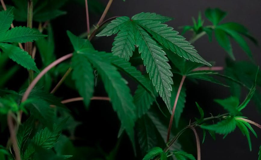 Cannabis store in Leuven