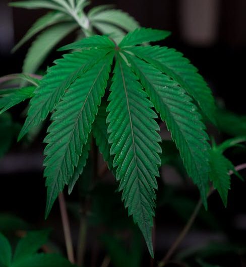 Buy marijuana in Florence
