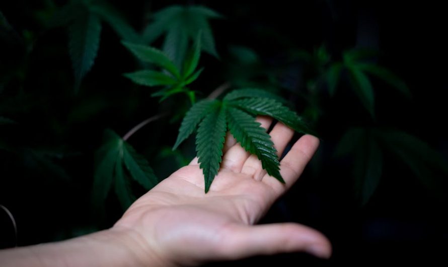 Buy THC marijuana in Madeira