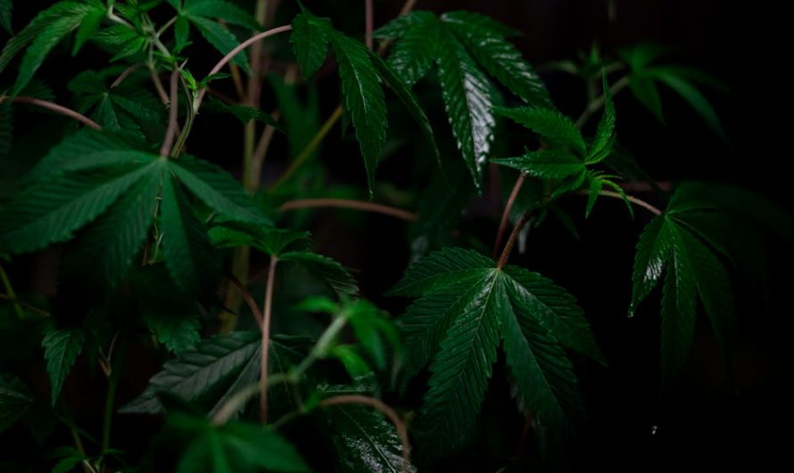 Buy hashish in Cyprus