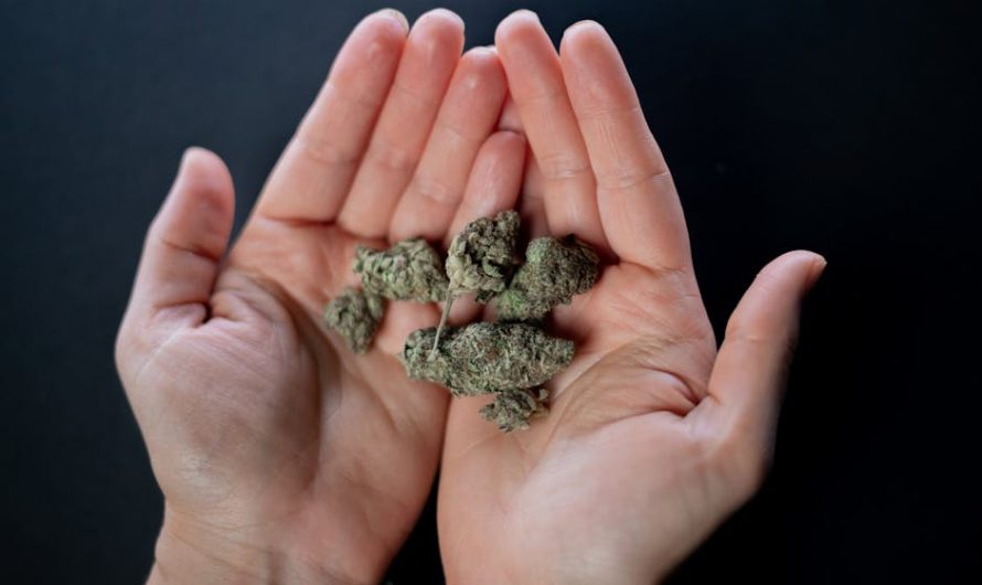 Buy marijuana in Palma de Mallorca