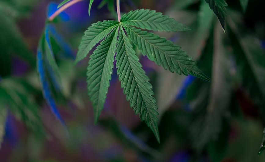 Marijuana shop in Ostrava