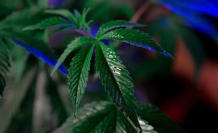 Buy THC marijuana in Liverpool