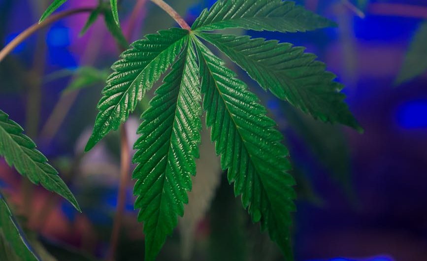 Marijuana store in Luxembourg