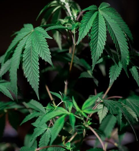 Buy THC cannabis in Zermatt