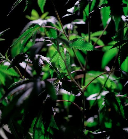 Buy THC marijuana in Naples