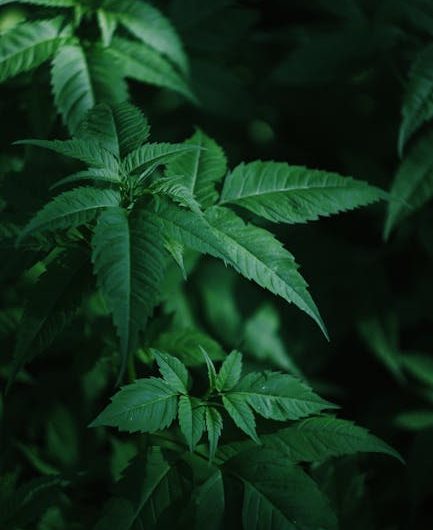 Buy hashish in Sintra