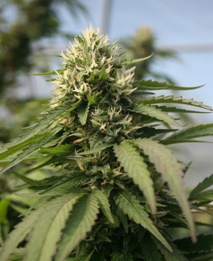 Buy THC marijuana in Zaragoza