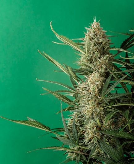 Cannabis delivery in Las Palmas