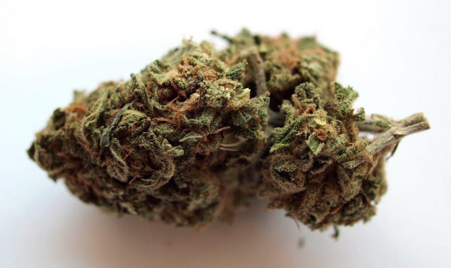 Buy cannabis in Berlin