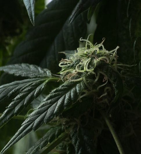 Buy THC marijuana in Portugal