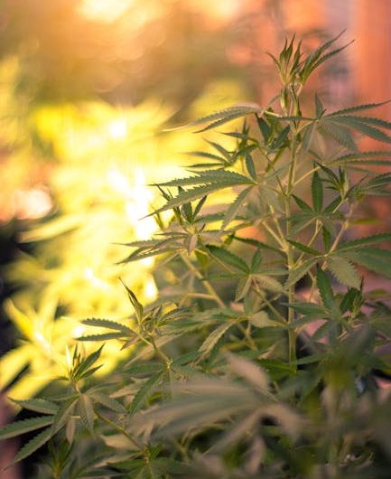 Marijuana shop in Brussels