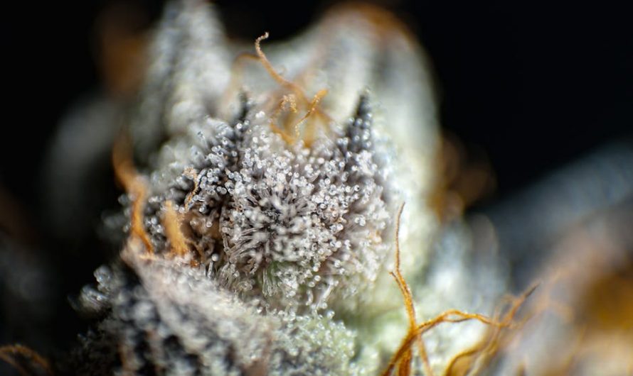THC weed in Madrid
