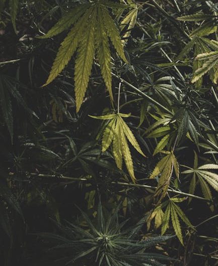 THC weed in Siracusa