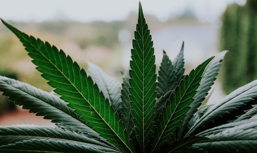 Buy THC marijuana in France