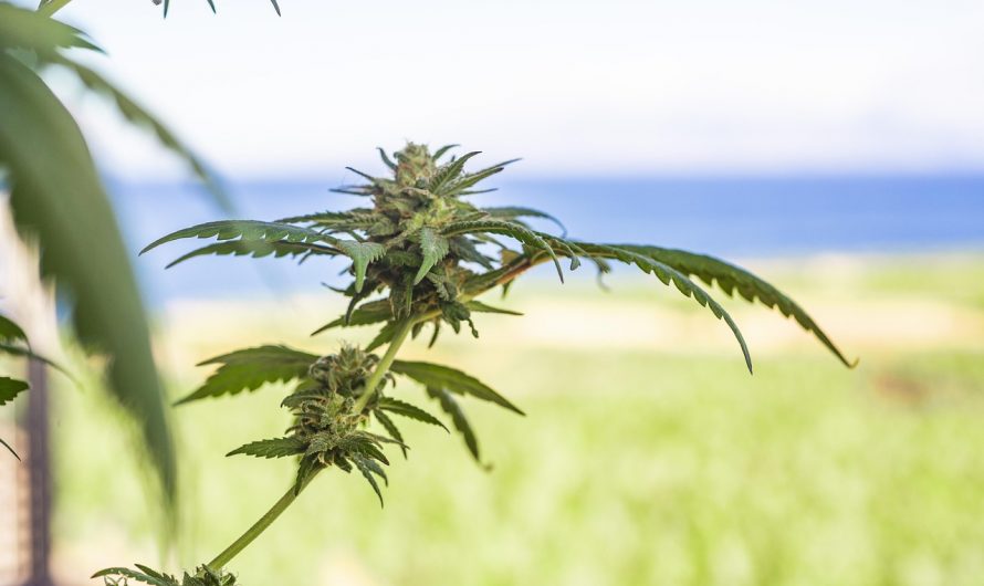 Marijuana store in Latvia