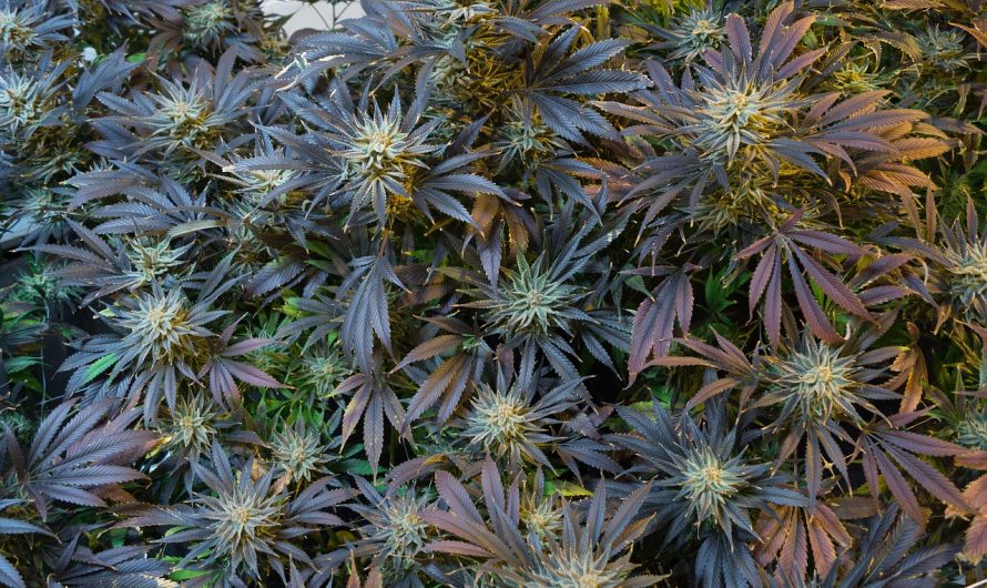 THC weed in Pozna