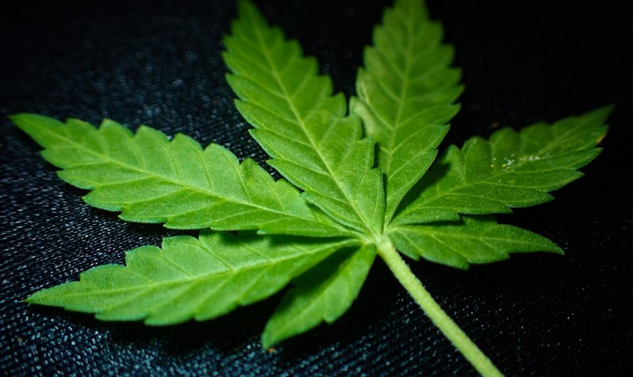 Marijuana store in Prague