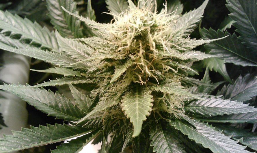 Cannabis delivery in Belfast