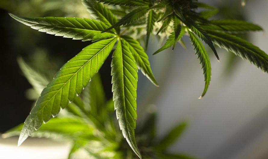 Cannabis store in Romania