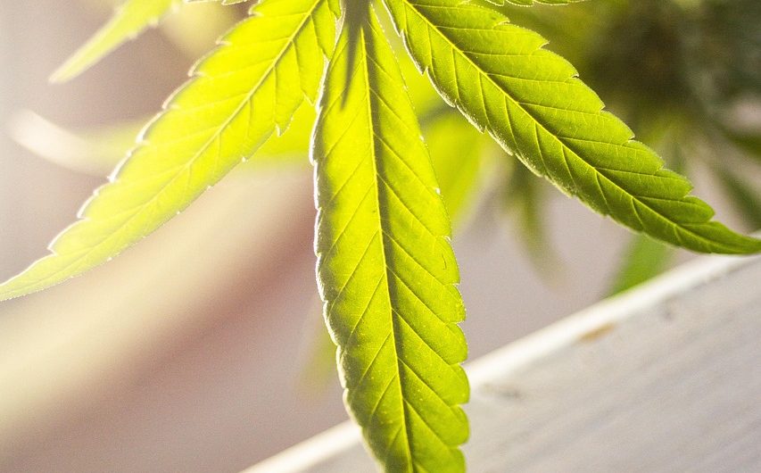 Cannabis shop in Ireland