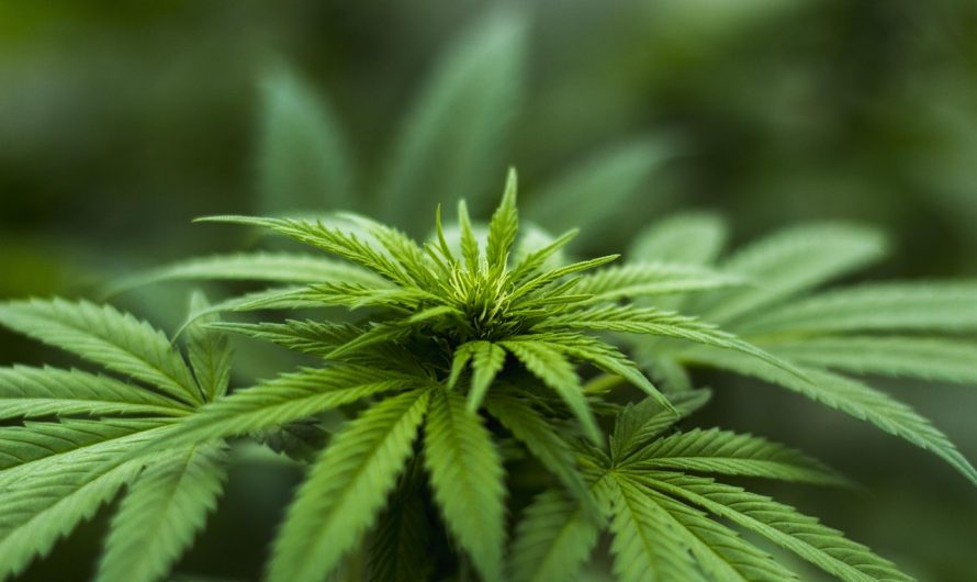 Cannabis store in Geneve