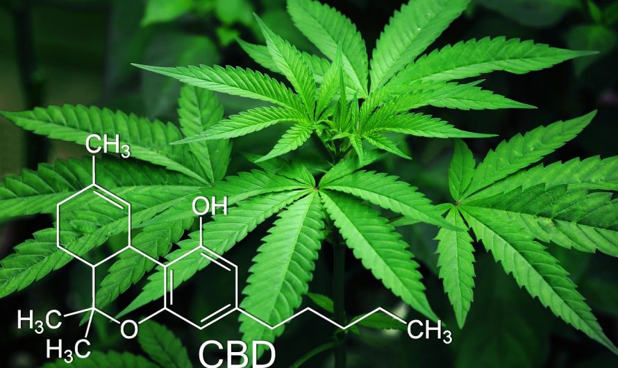 Cannabis store in Malmo