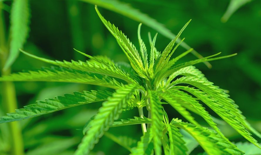 Buy marijuana in Riga