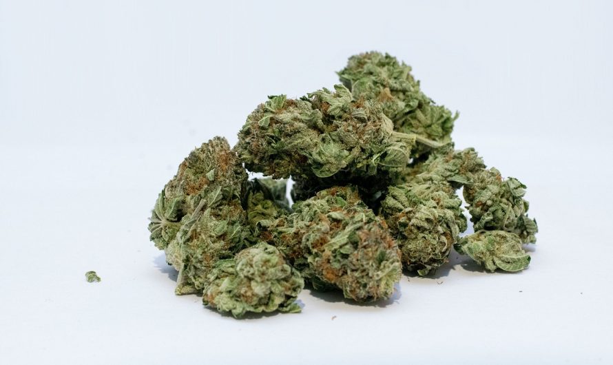 Cannabis store in Spain