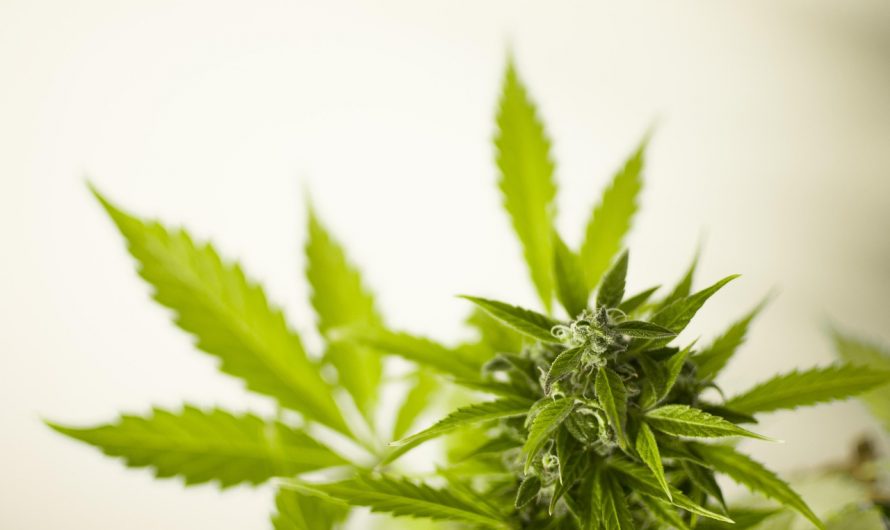 Buy THC cannabis in Lublin