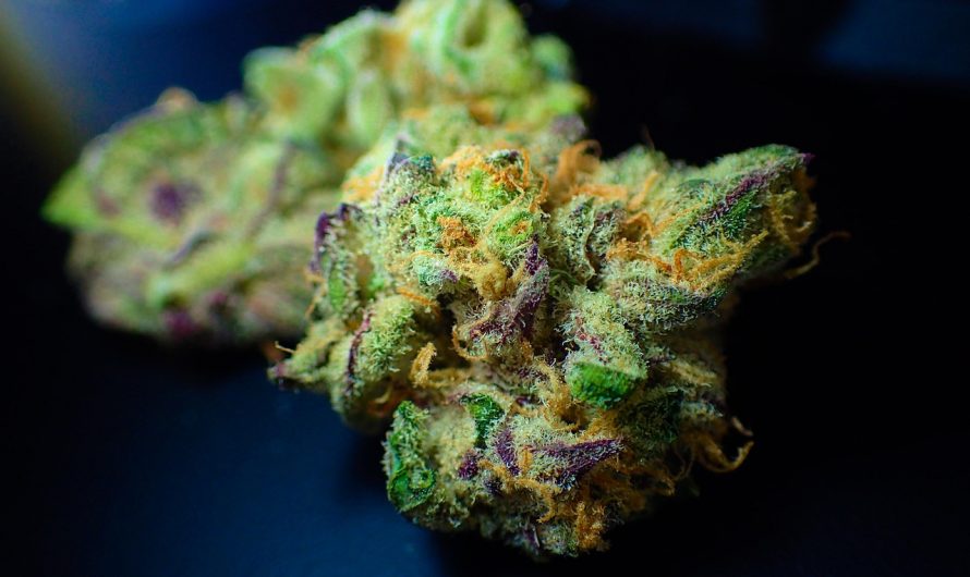 Buy marijuana in Valencia