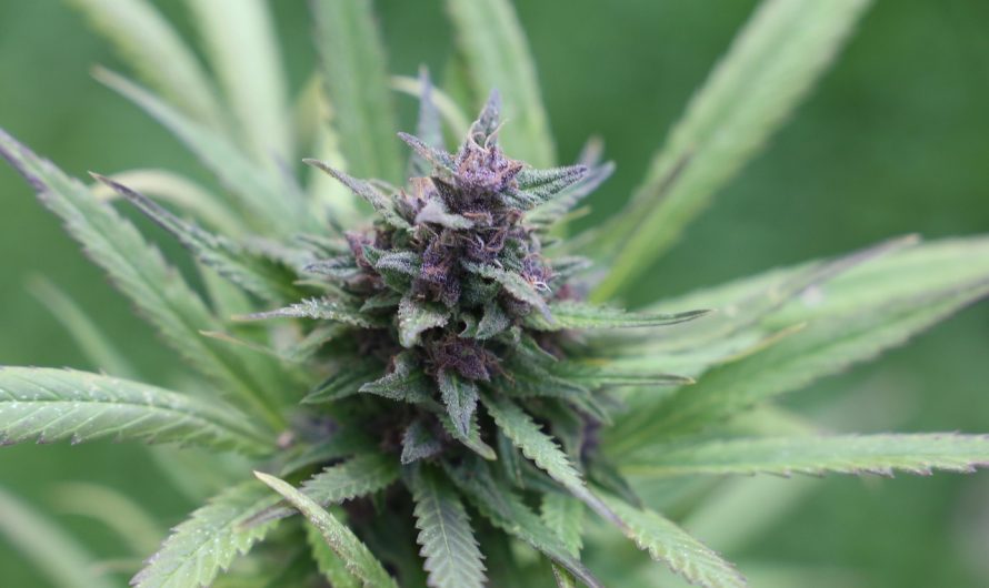 Buy THC marijuana in Cambridge