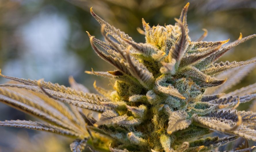 Buy marijuana in Malmo