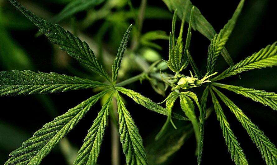 Cannabis store in Cambridge
