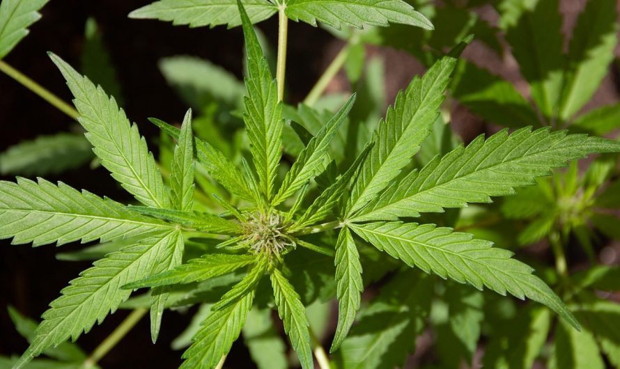 Buy weed in Plzen